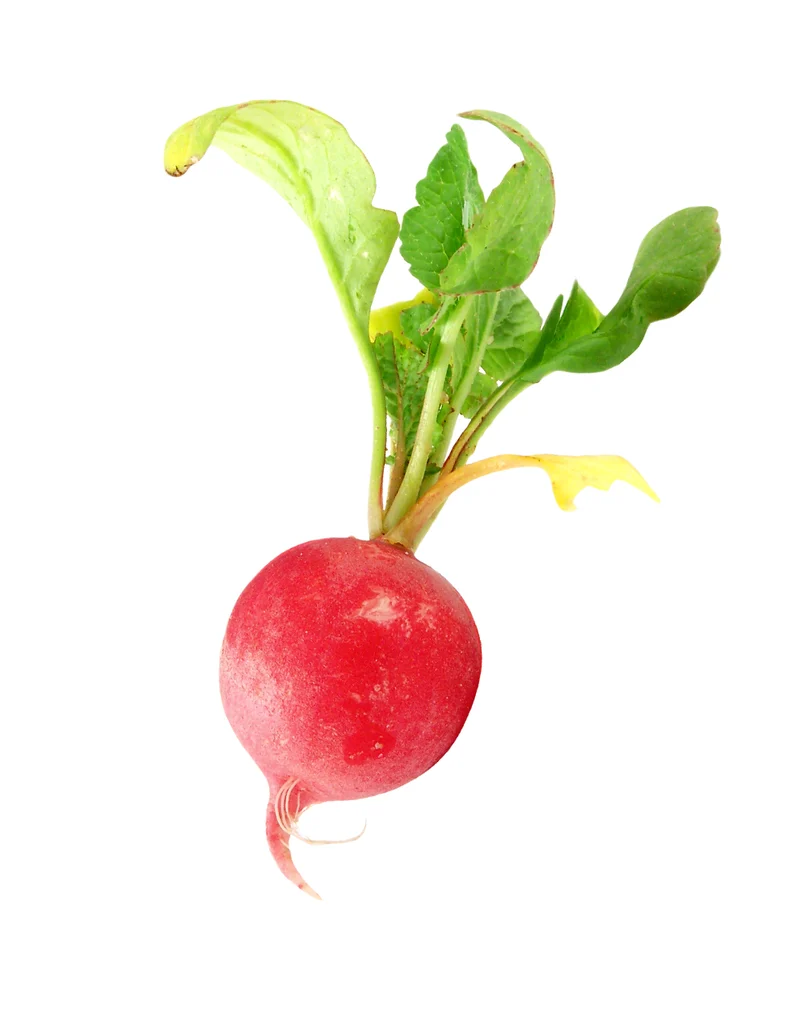 Red Radishes